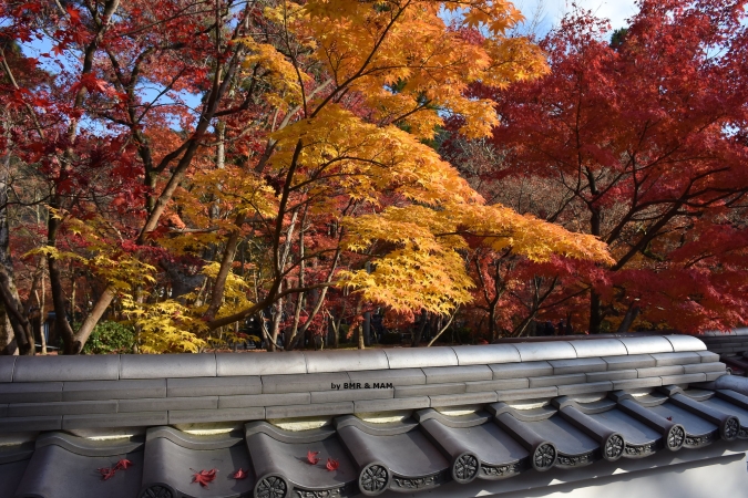 IL FASCINO DEL MOMIJI INTERESSI SPECIALI