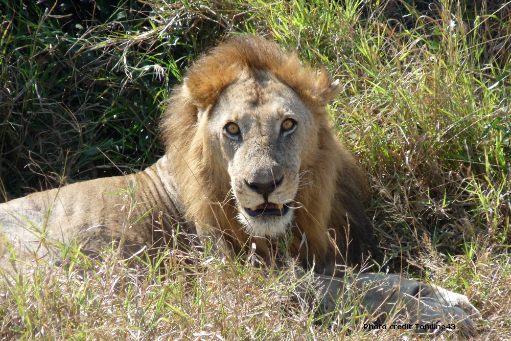 Emozionanti esperienze safari e mare in Tanzania
